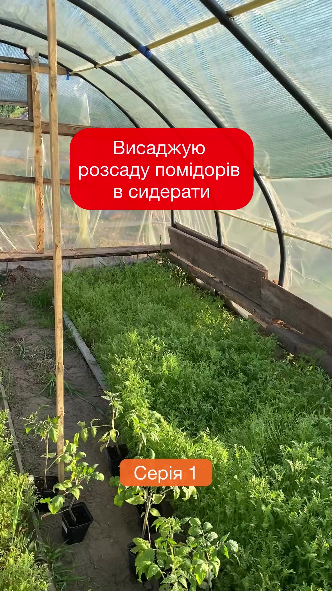 @@zelenasadyba
