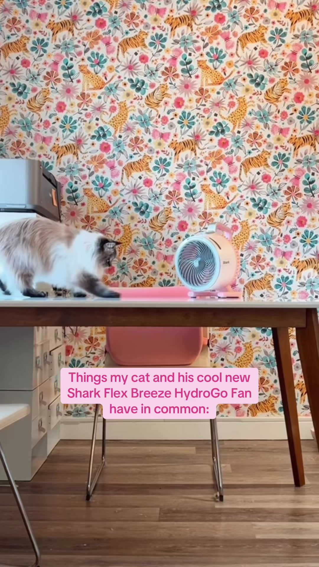 @My Cat Is People 🇨🇦