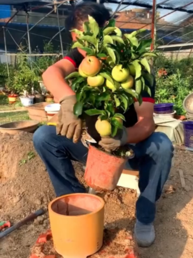 @Grow Garden | Plantas