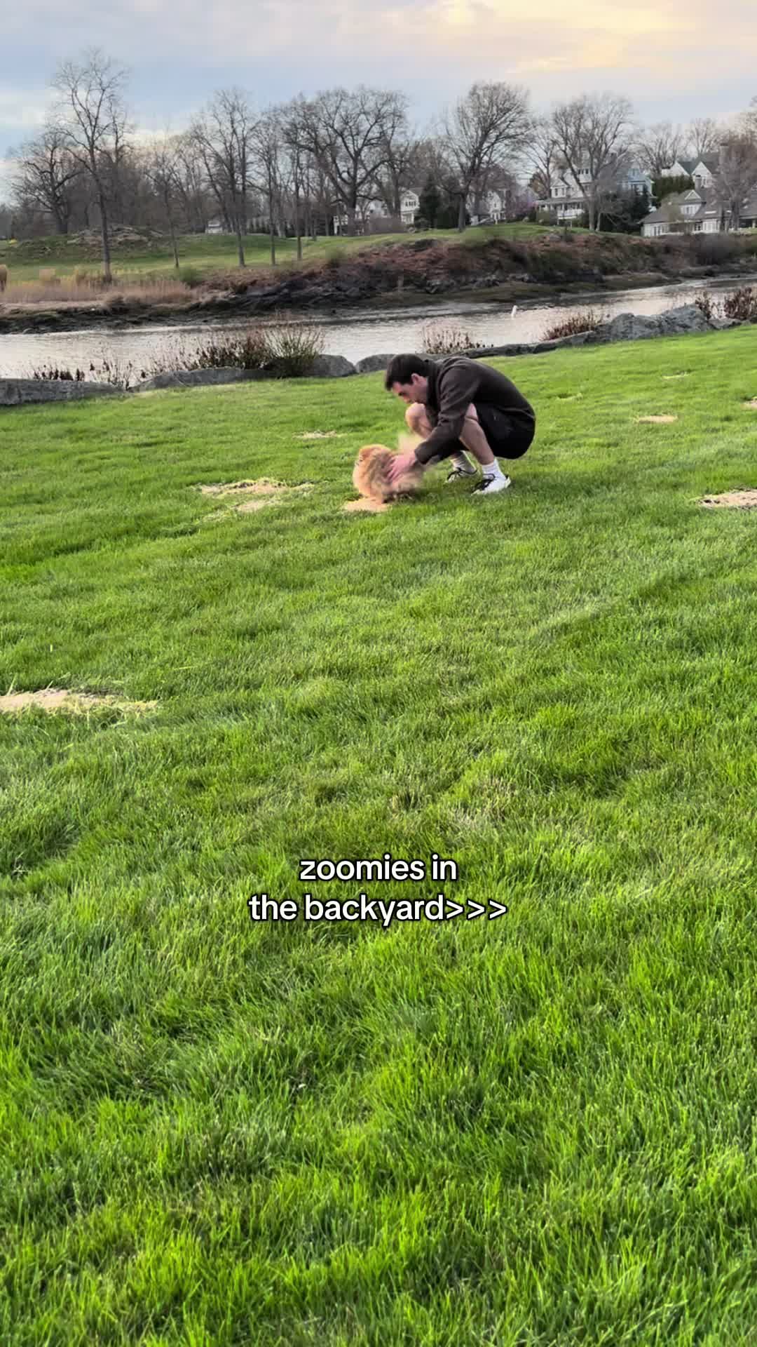 @Keanu the Pomeranian
