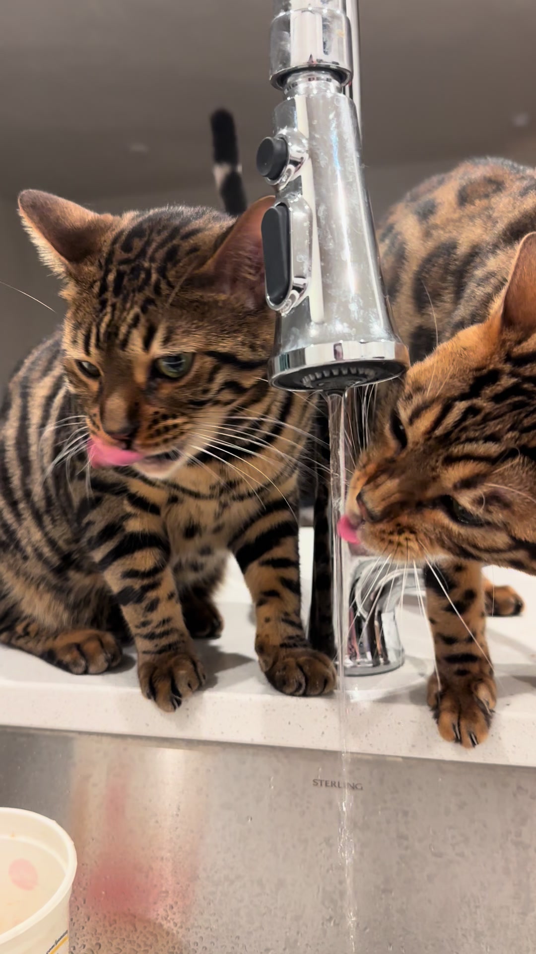 @Tiny Leopard Cats