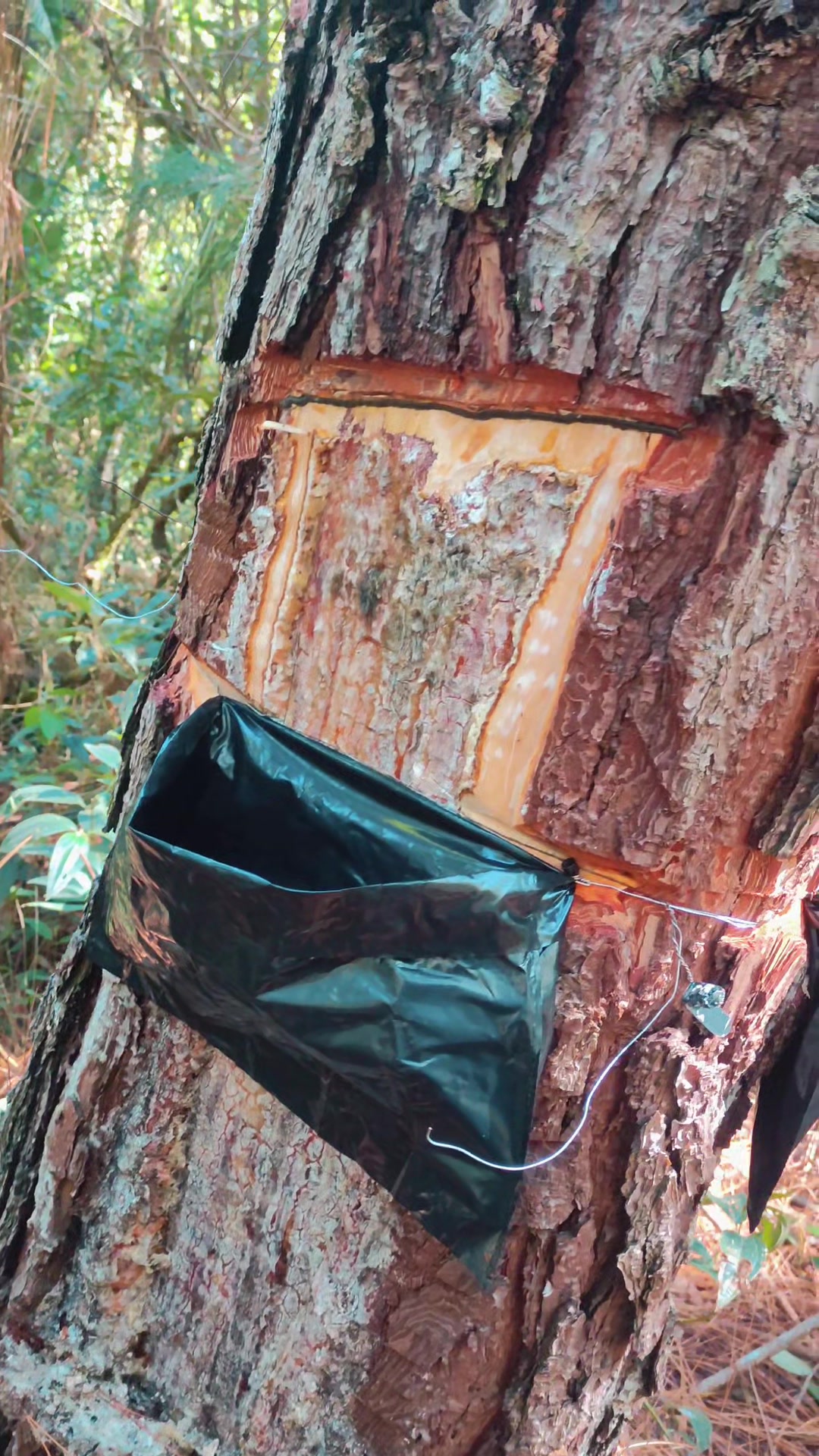 @WHresinas 🌲🛢️
