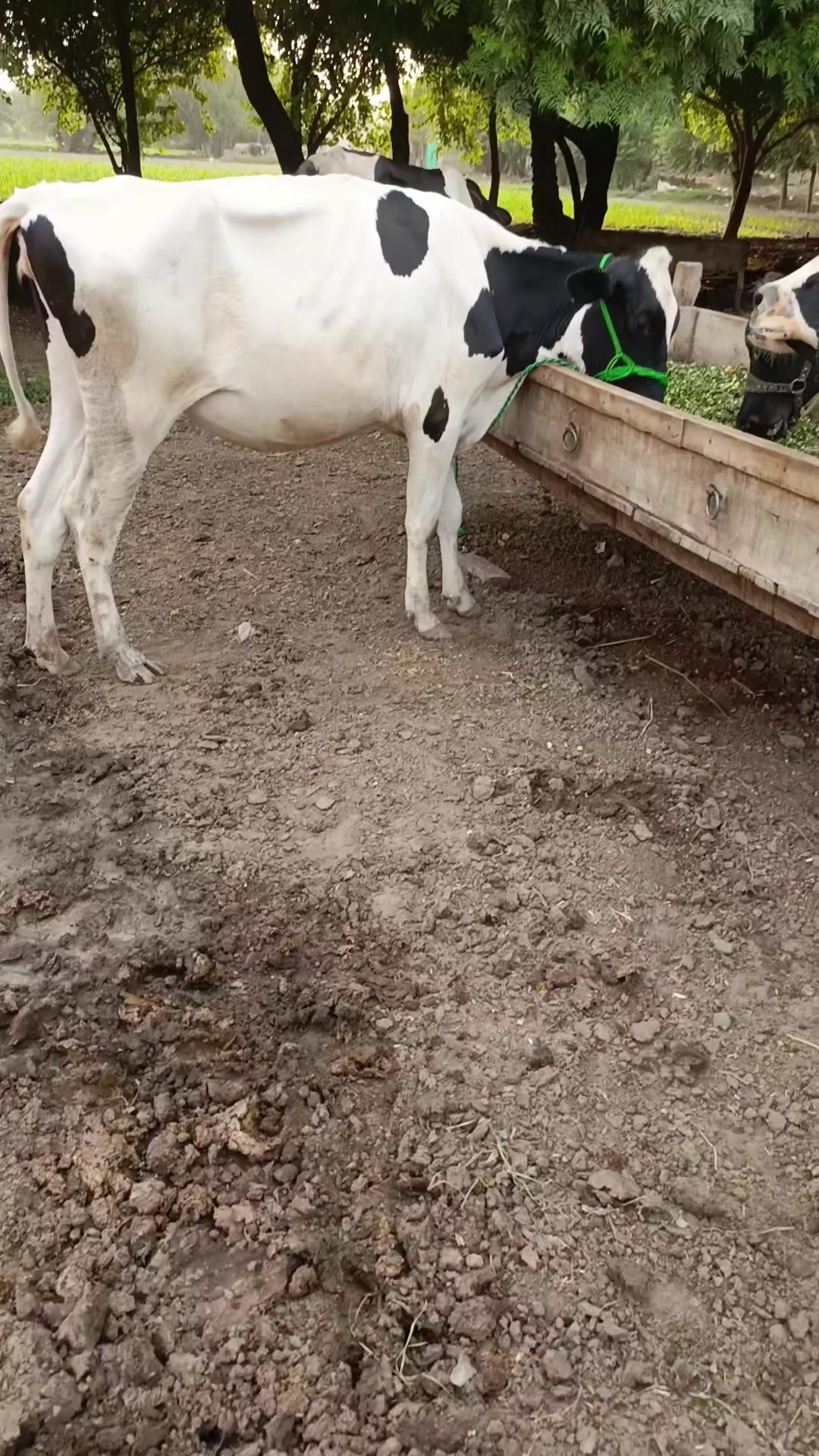 @Usmandairyfarmlayyah