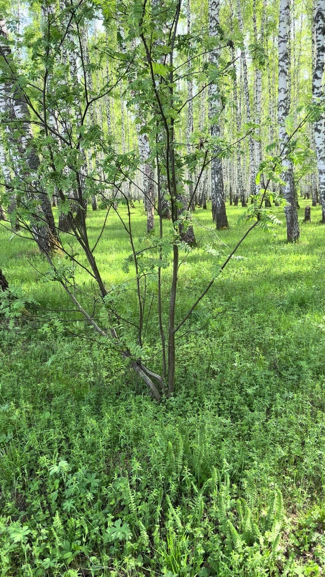 @Айхан Иманов