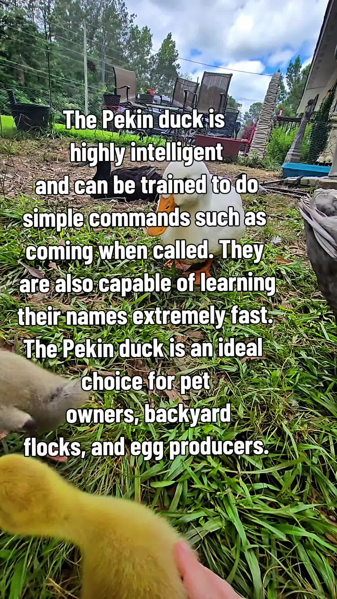 @Skeletonsonbeaverpond❌️🦆☠️