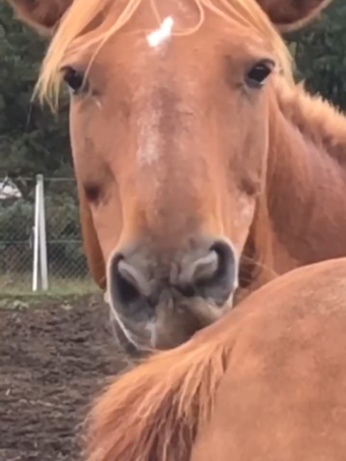 @Horses TikTok