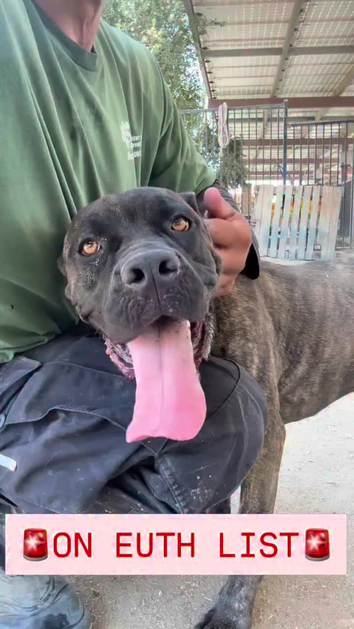 @Cane Corsos