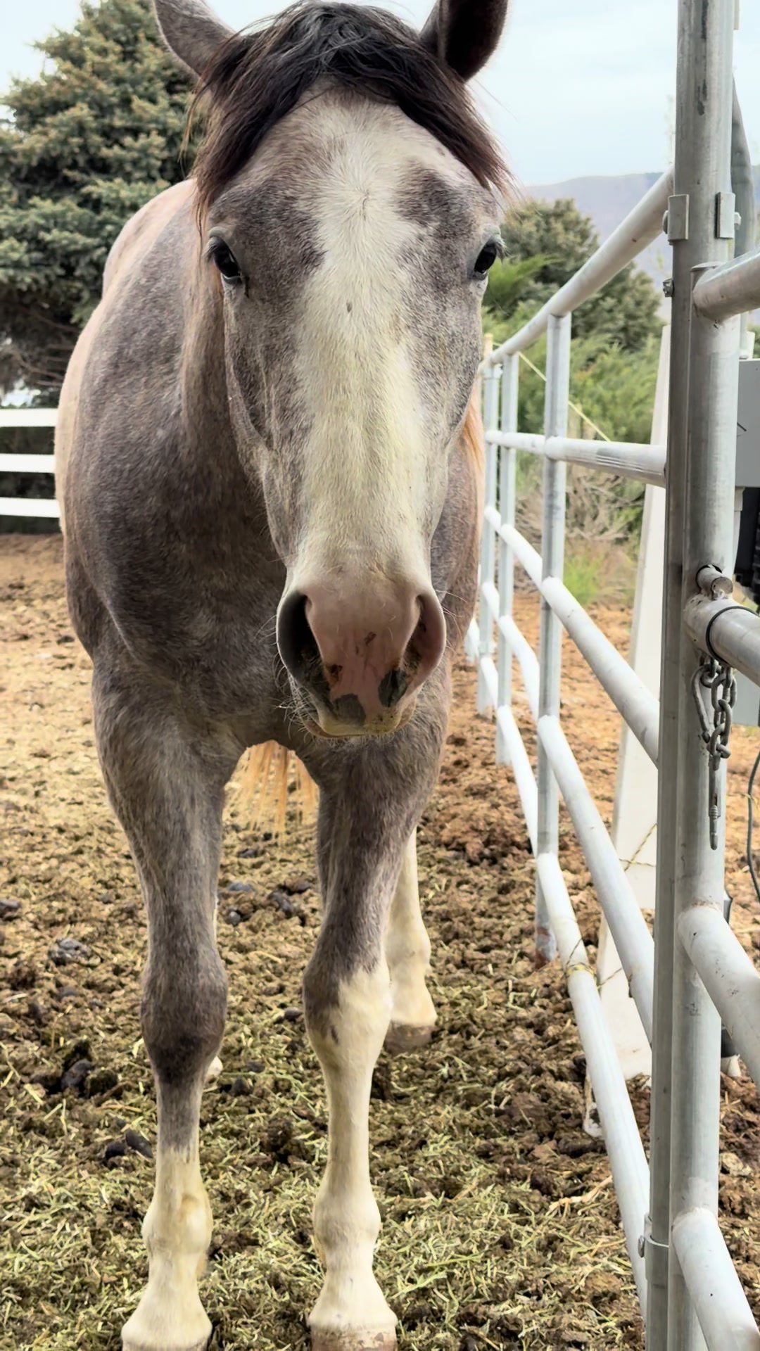 @horselife