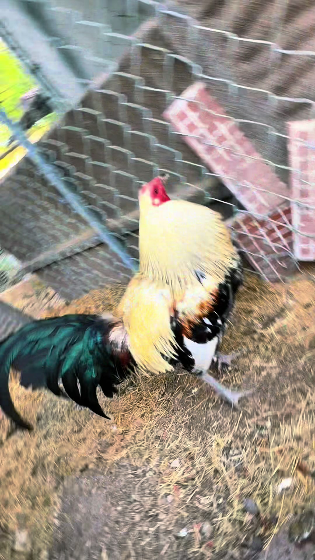 @PR_Gamefowl👑