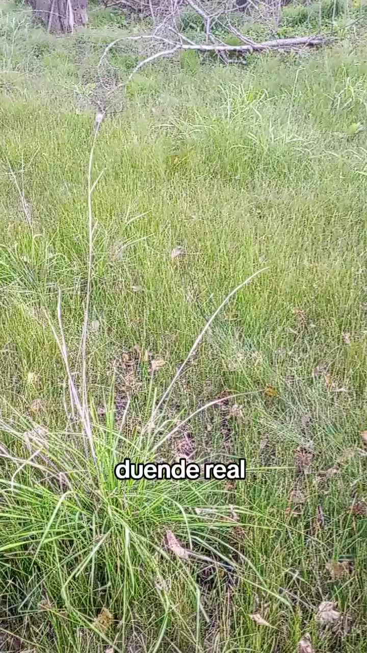 @Falopita el "g&uuml;ende"