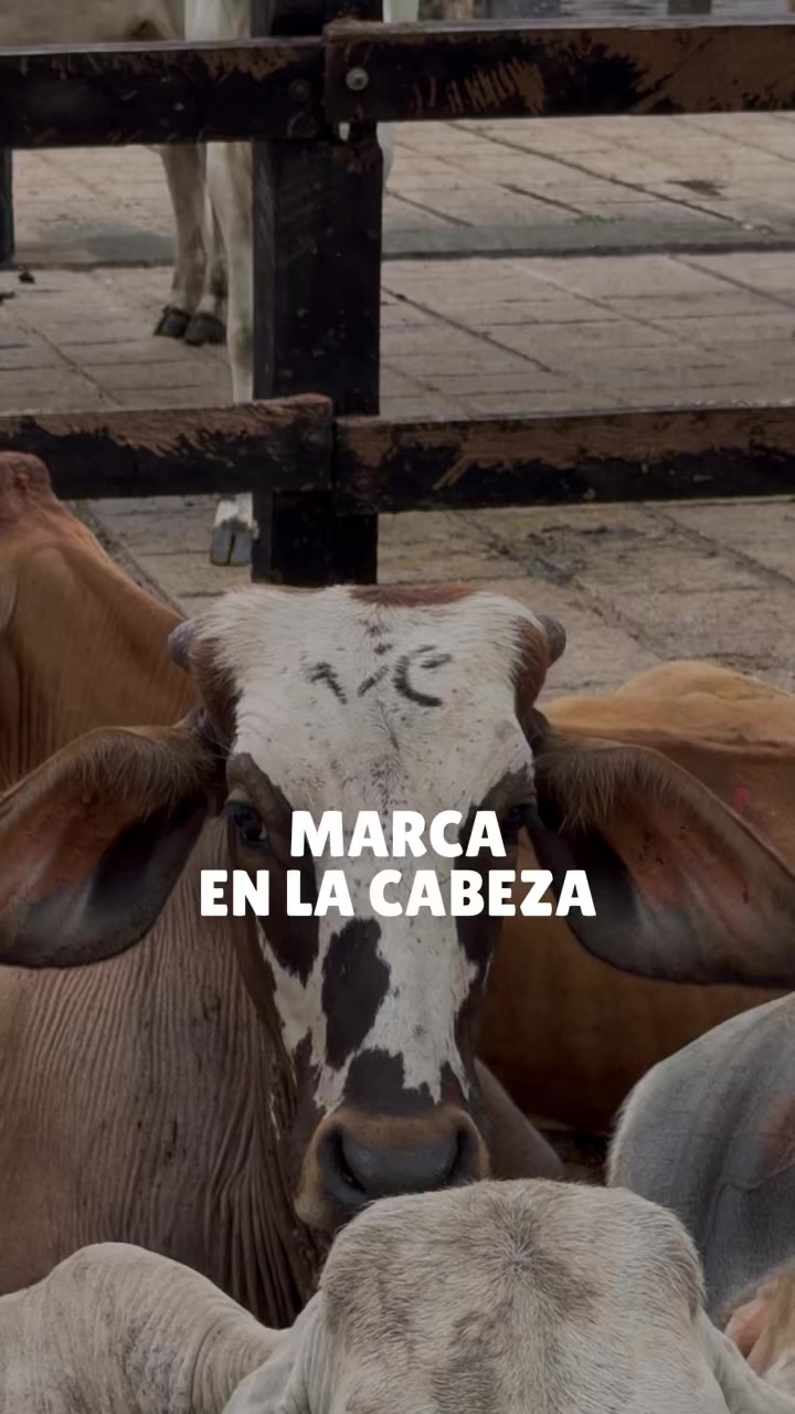 @Rehagronegocios