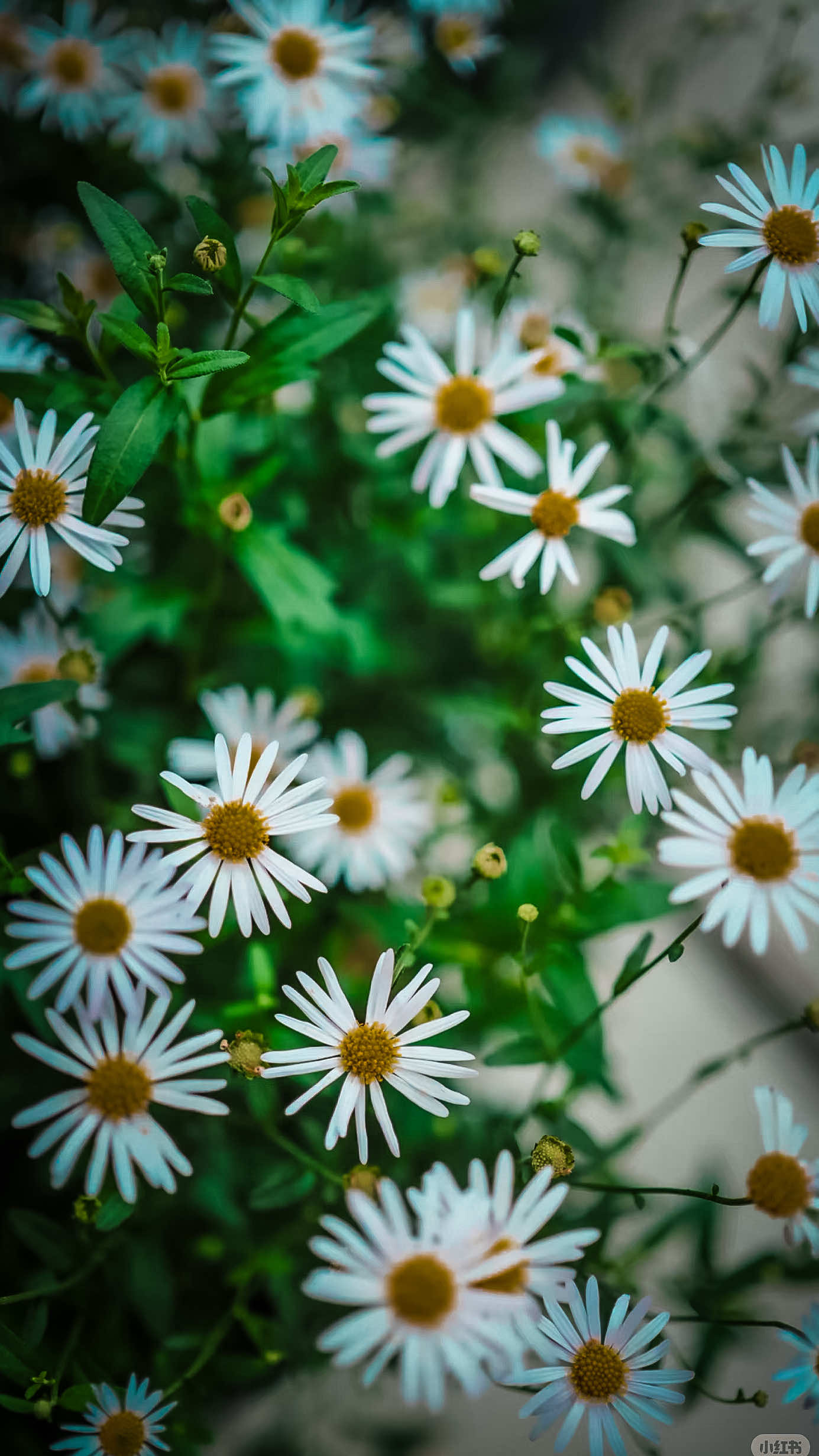 @𝑻𝒂̂𝒏 𝑻𝒉𝒊