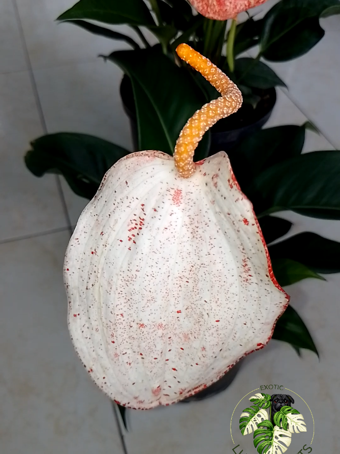 @LUCKY PLANTS