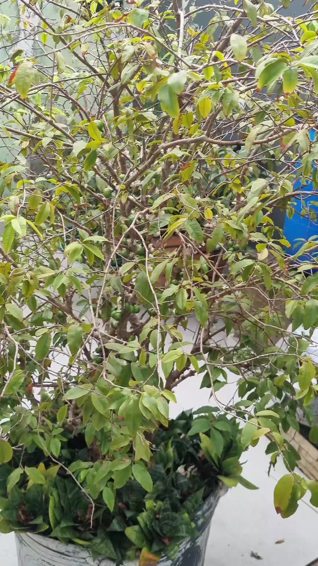 @meirecastilho932