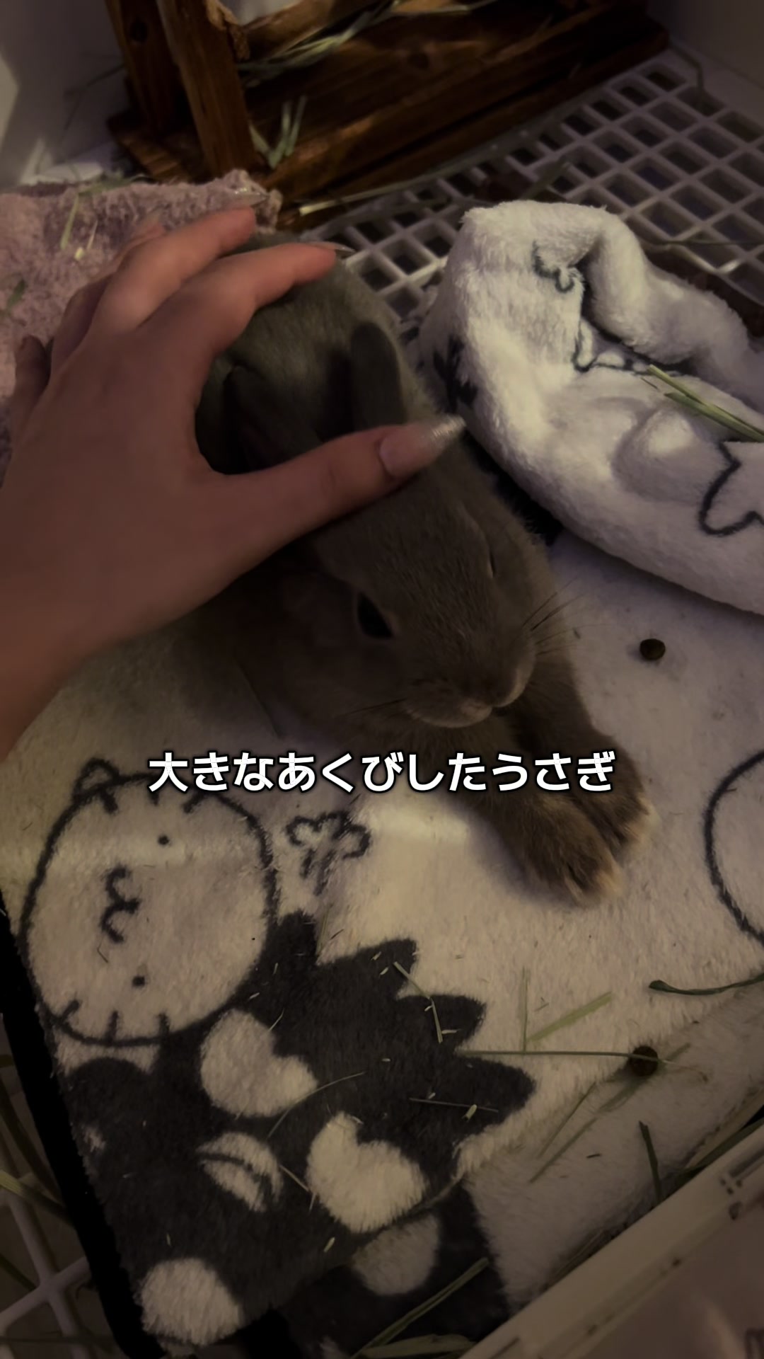 @メルナ🐰🌙2.5次元シンガー