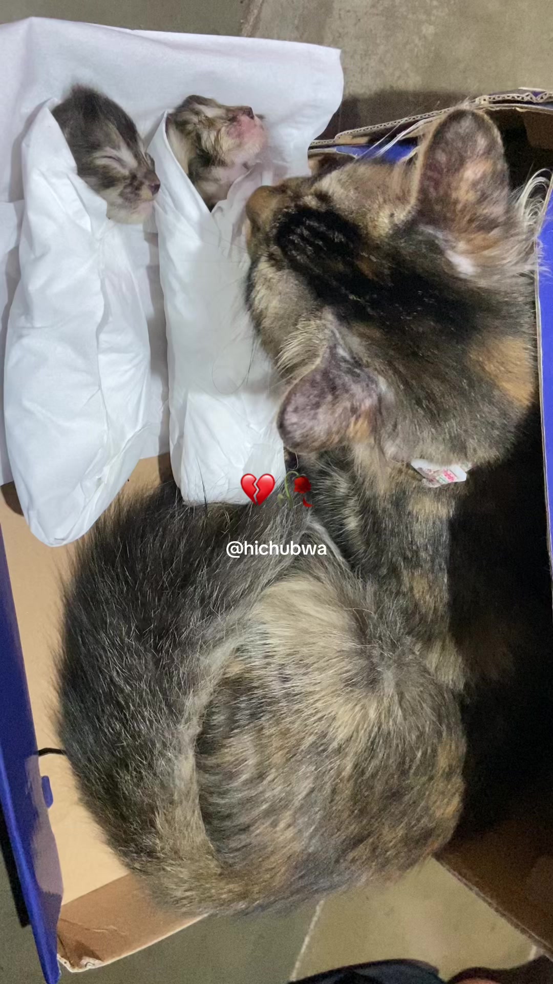 @Cikchubwa
