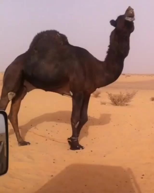 @rx.5.0.7