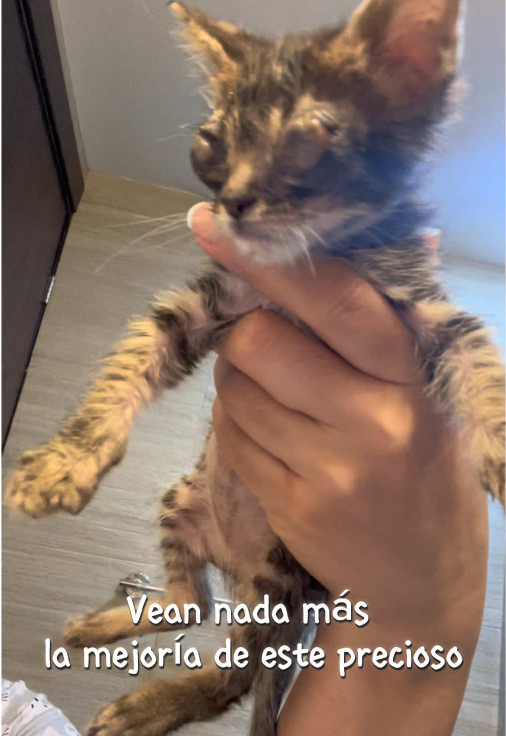 @Cosas de mis gatos 🐱