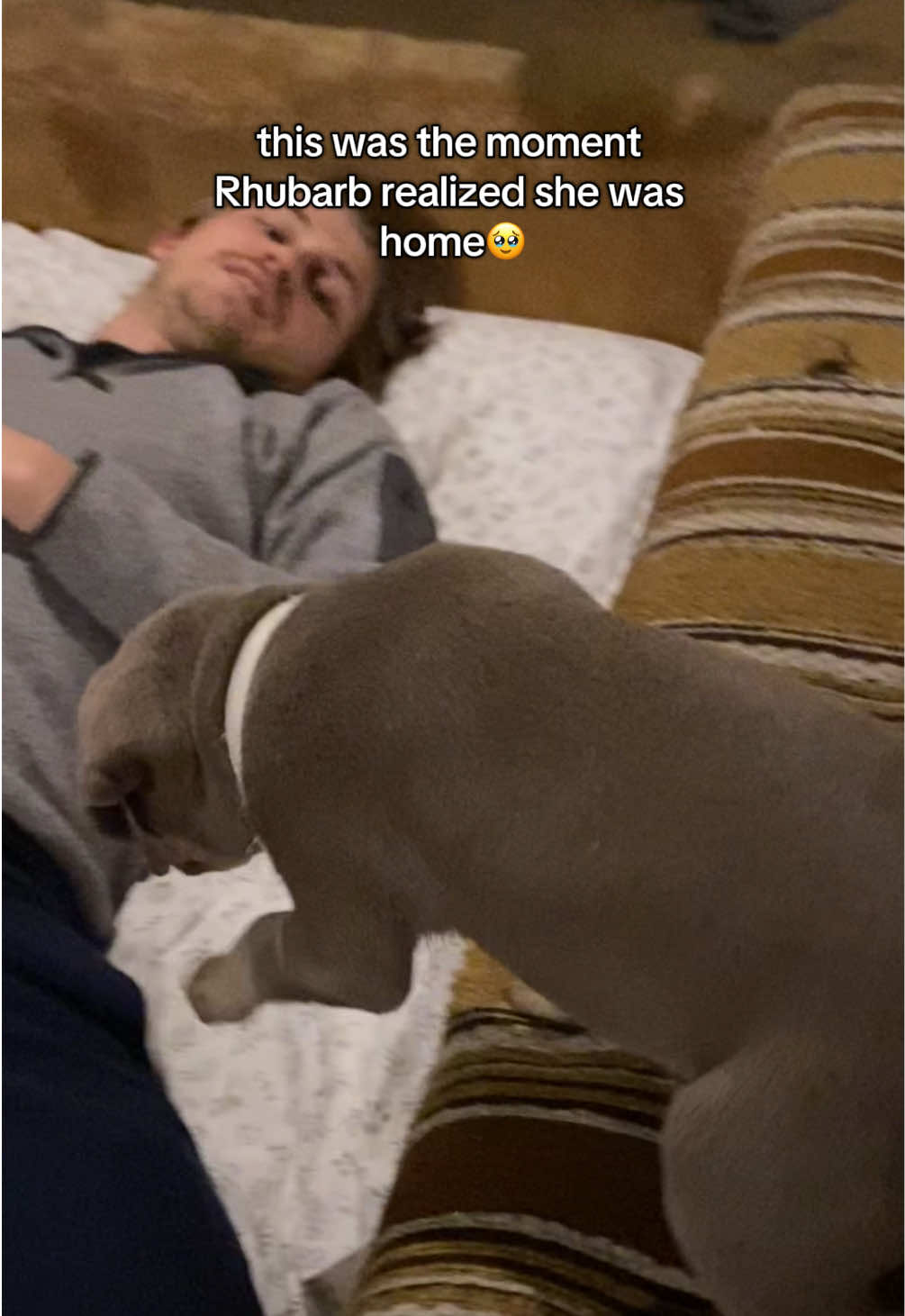 @rhubarb the doggo