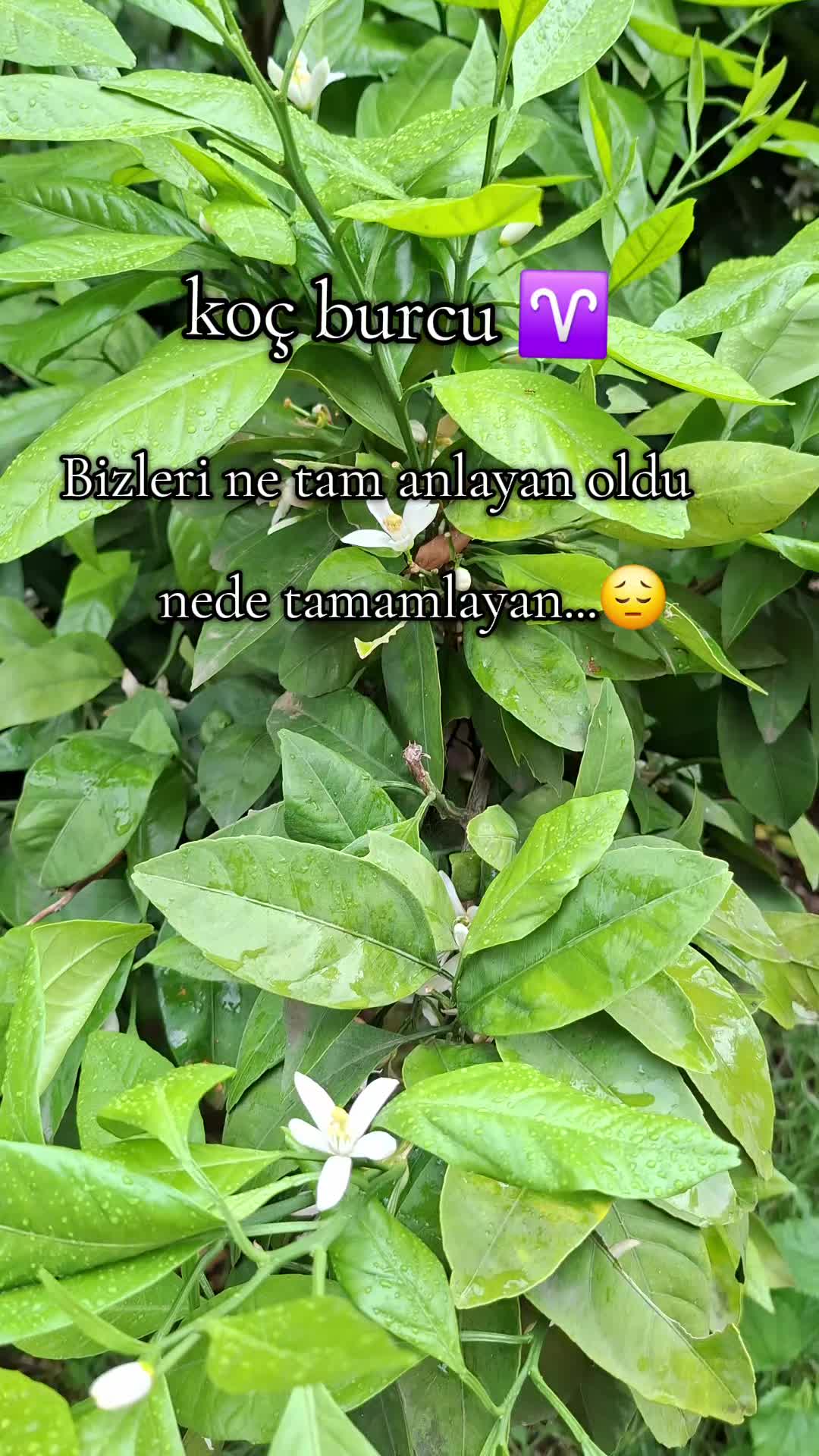 @Anka♈️👑