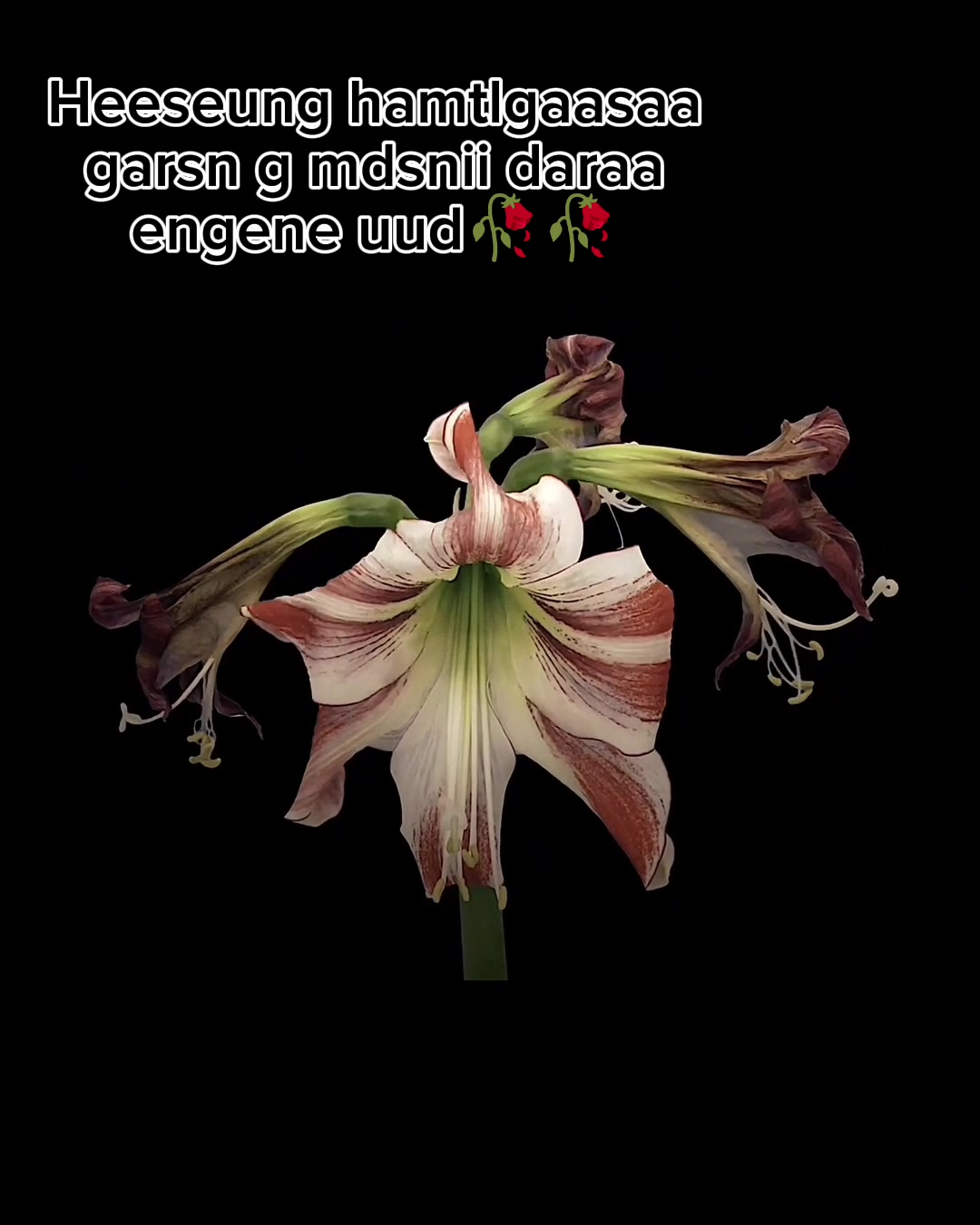@Gegee𐙚⋆.