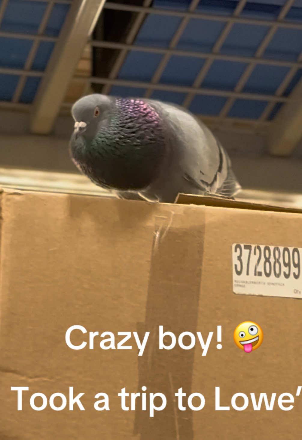 @Beebee The Pigeon