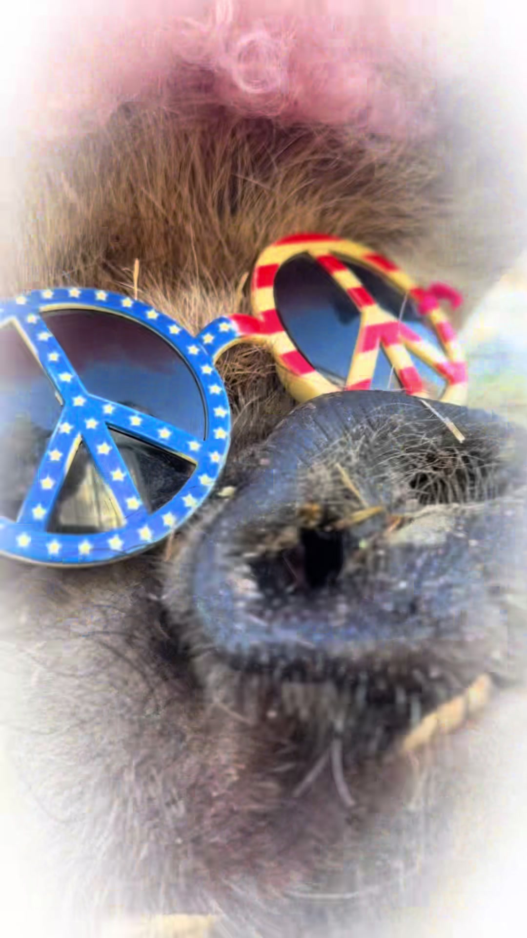 @thewinstonthepig