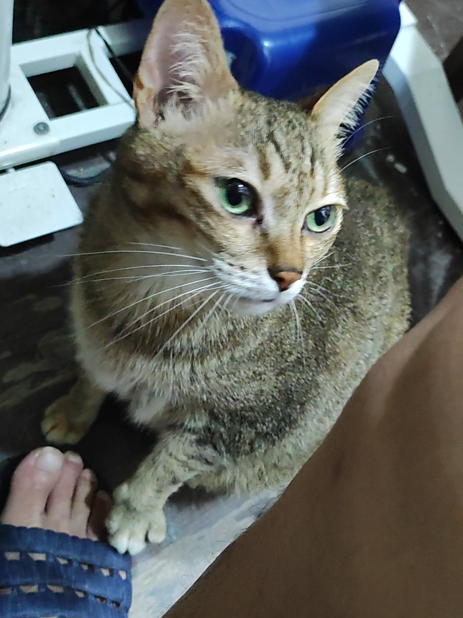 @三貓老爹