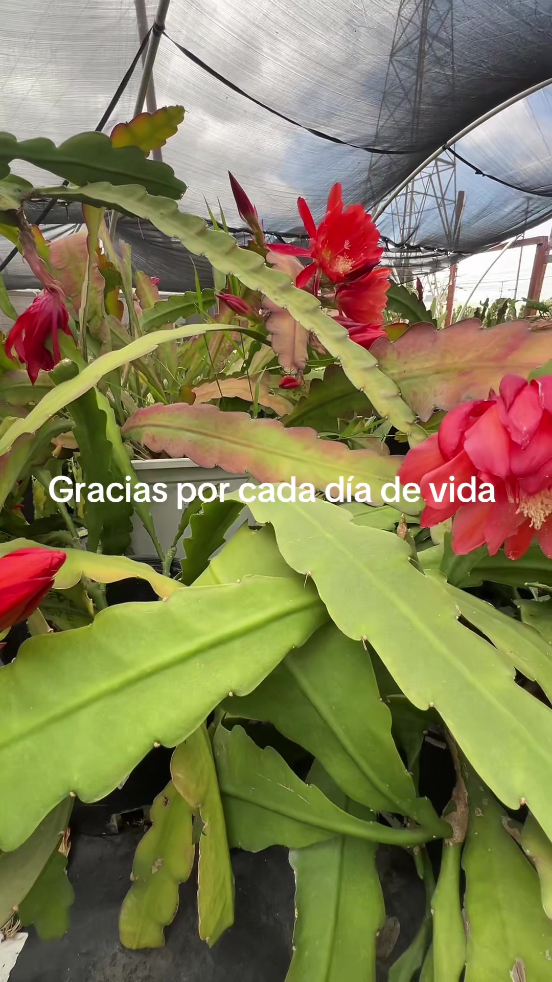 @Maria succulents 🕊️🐚