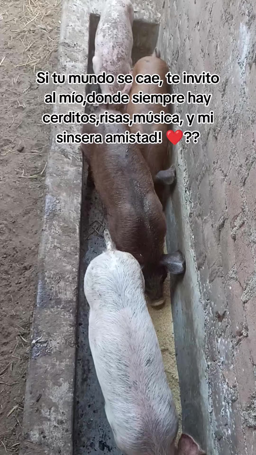 @BRAYAN .R. 🐷