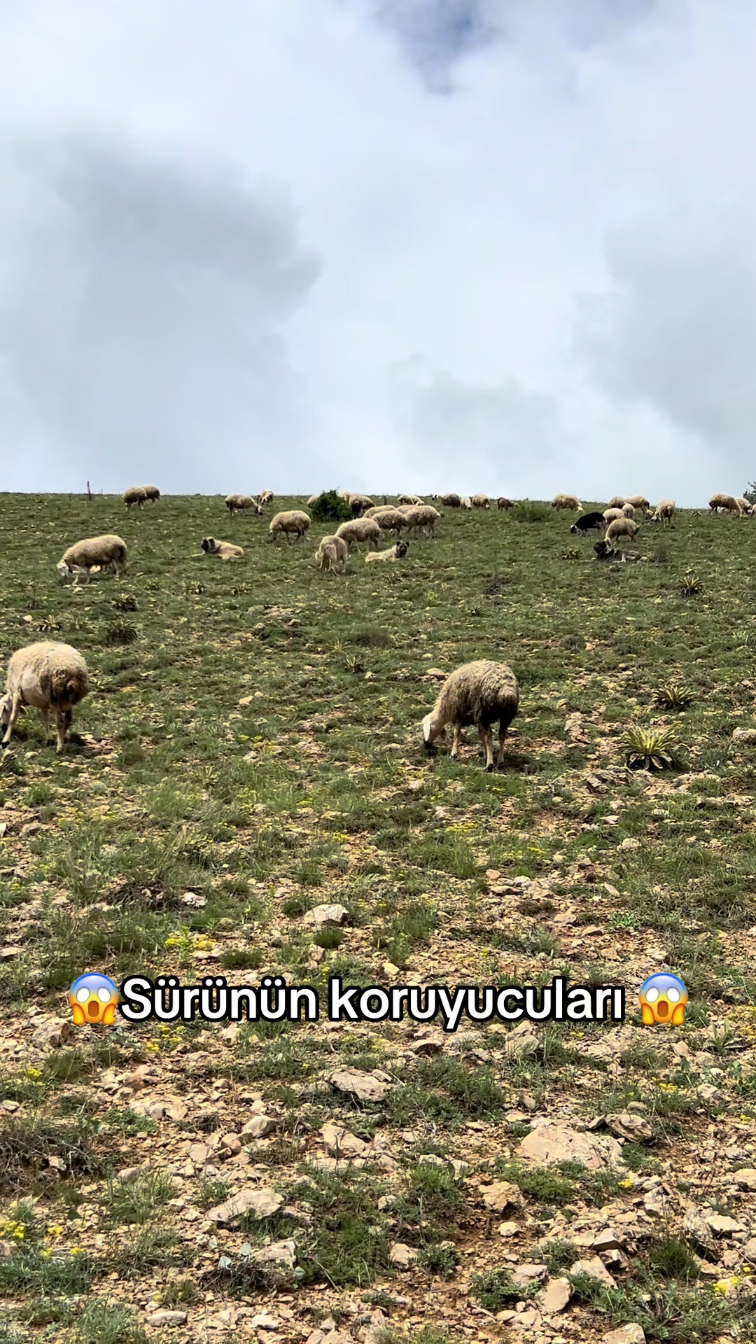 @𝐁𝐢𝐥𝐨 ✪