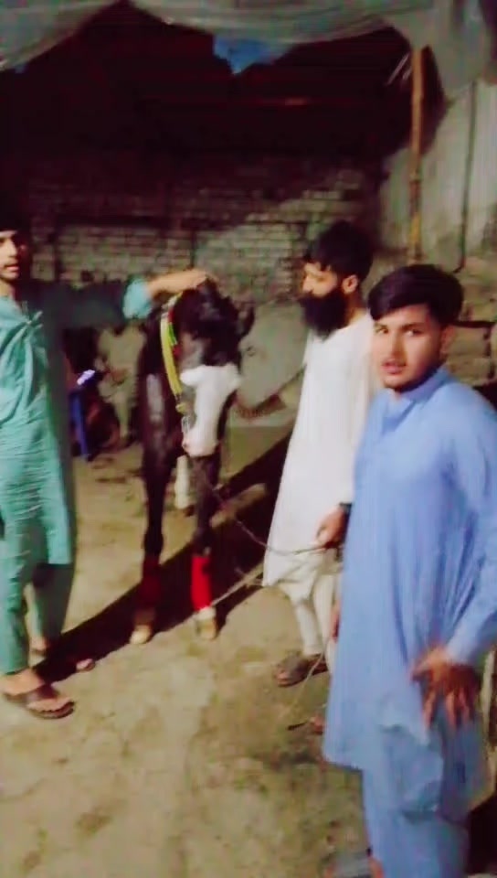 @KaKa Gujjar Horse lovers
