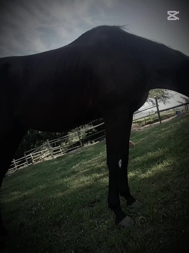@equestrian
