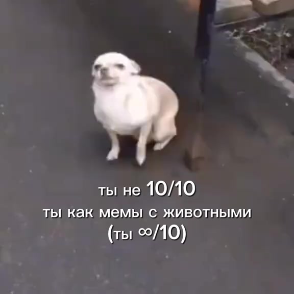 @Сунгулик