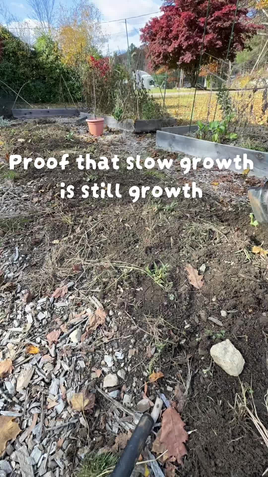 @Manica | zone 6a gardener