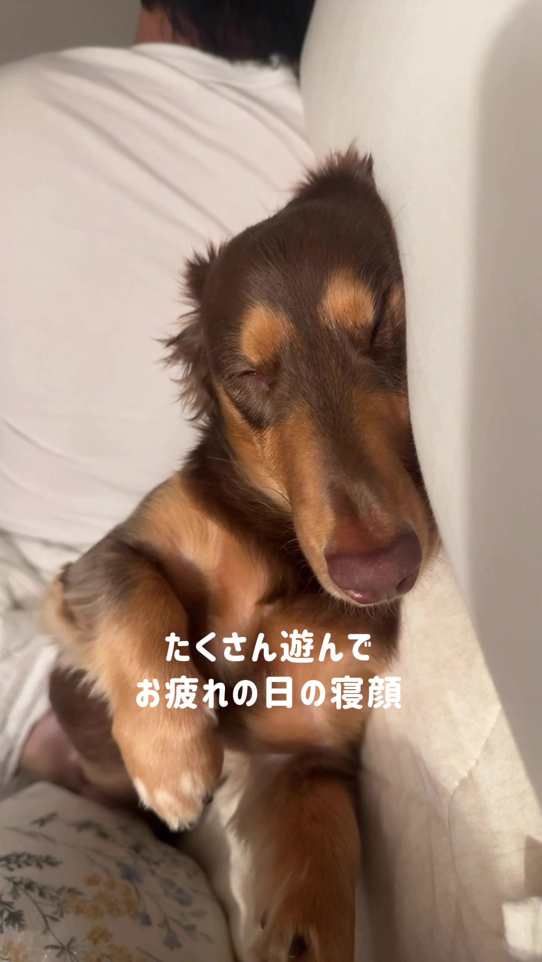 @ミニチュアダックスフンド_まろん