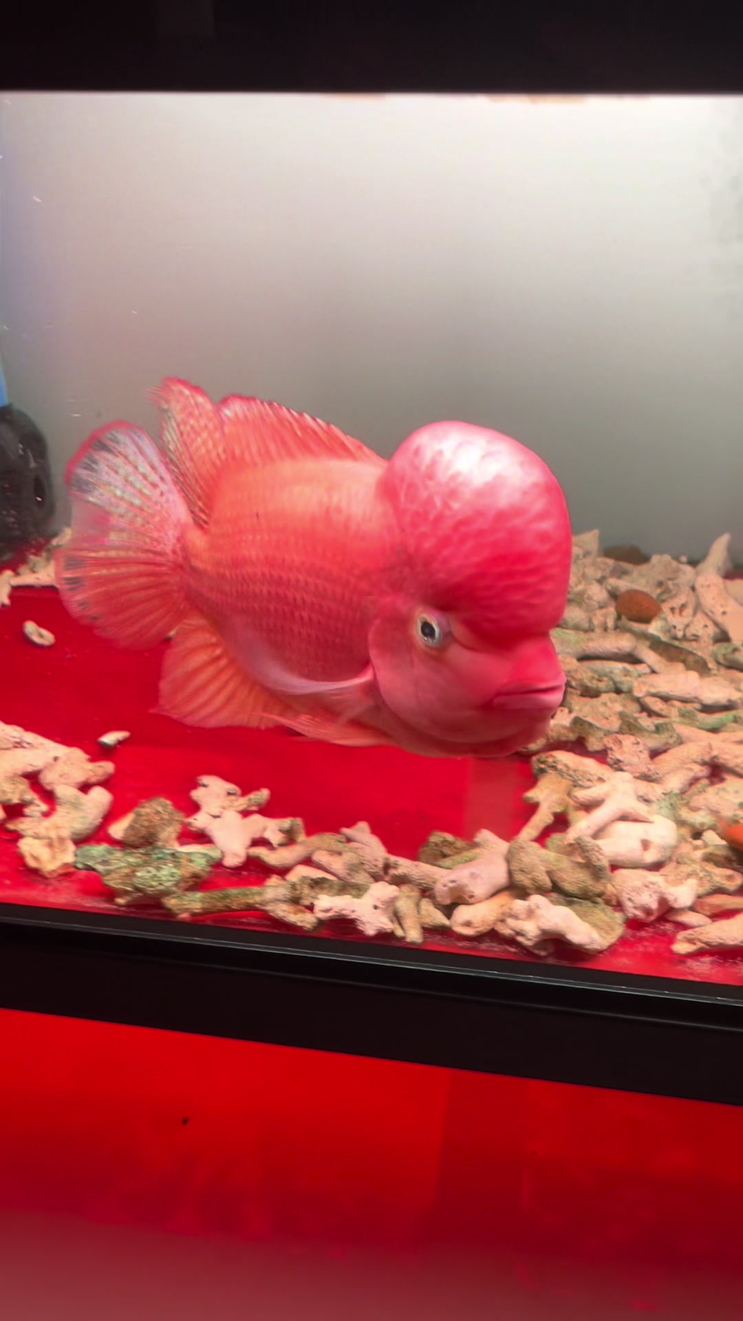 @GBH Hồng Anh
