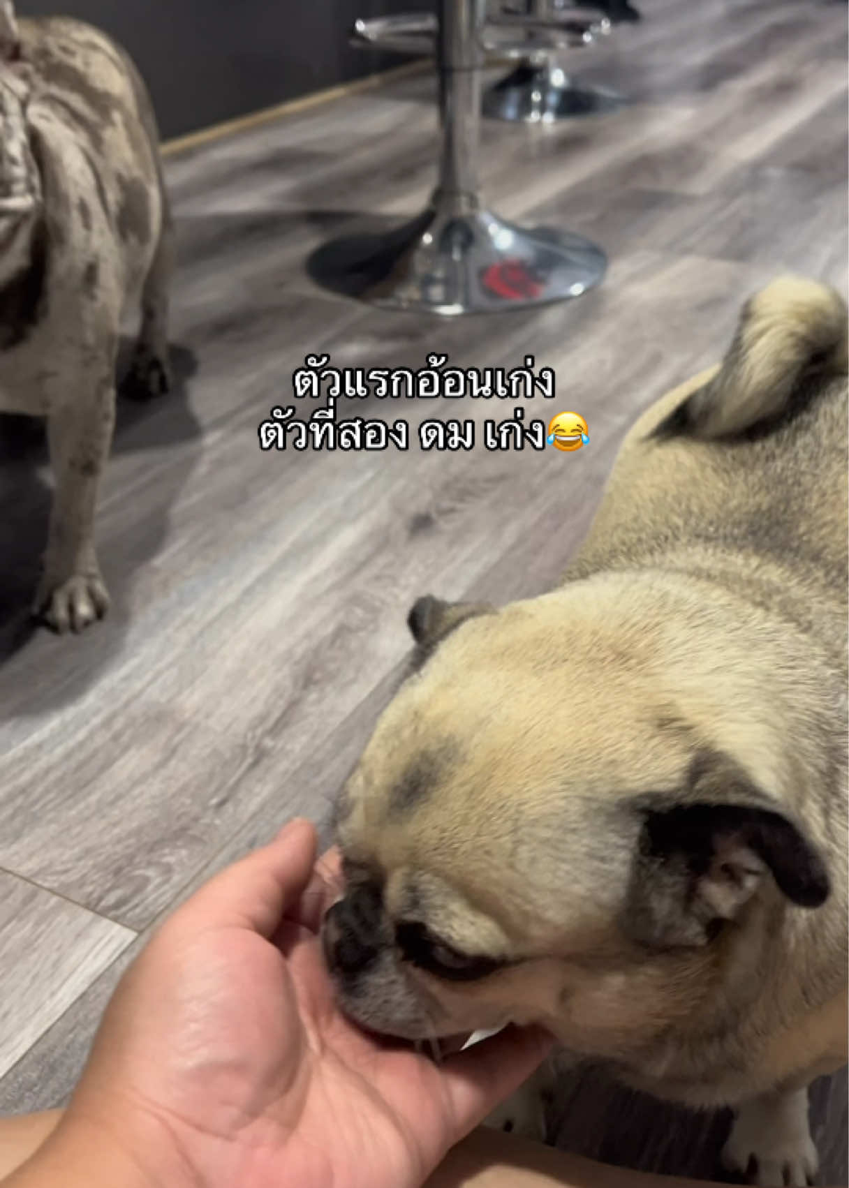 @ทีน่าร้อยโลมูจนได้จดทะเบียนออส