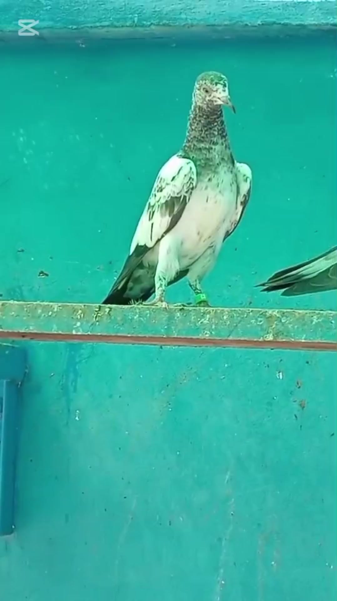 @Ranakasuripigeon