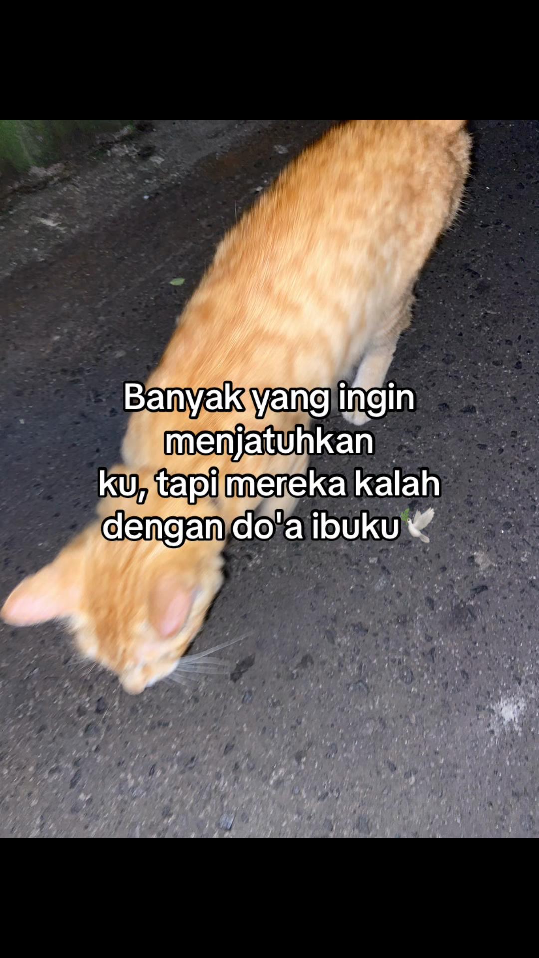 @Radit.saf💤