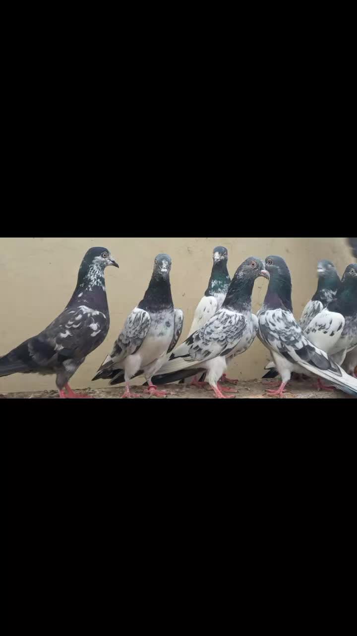 @Ranakasuripigeon
