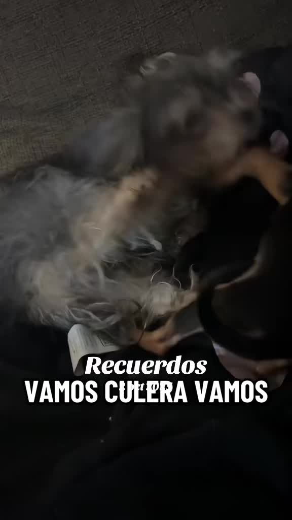 @️Olaty RL