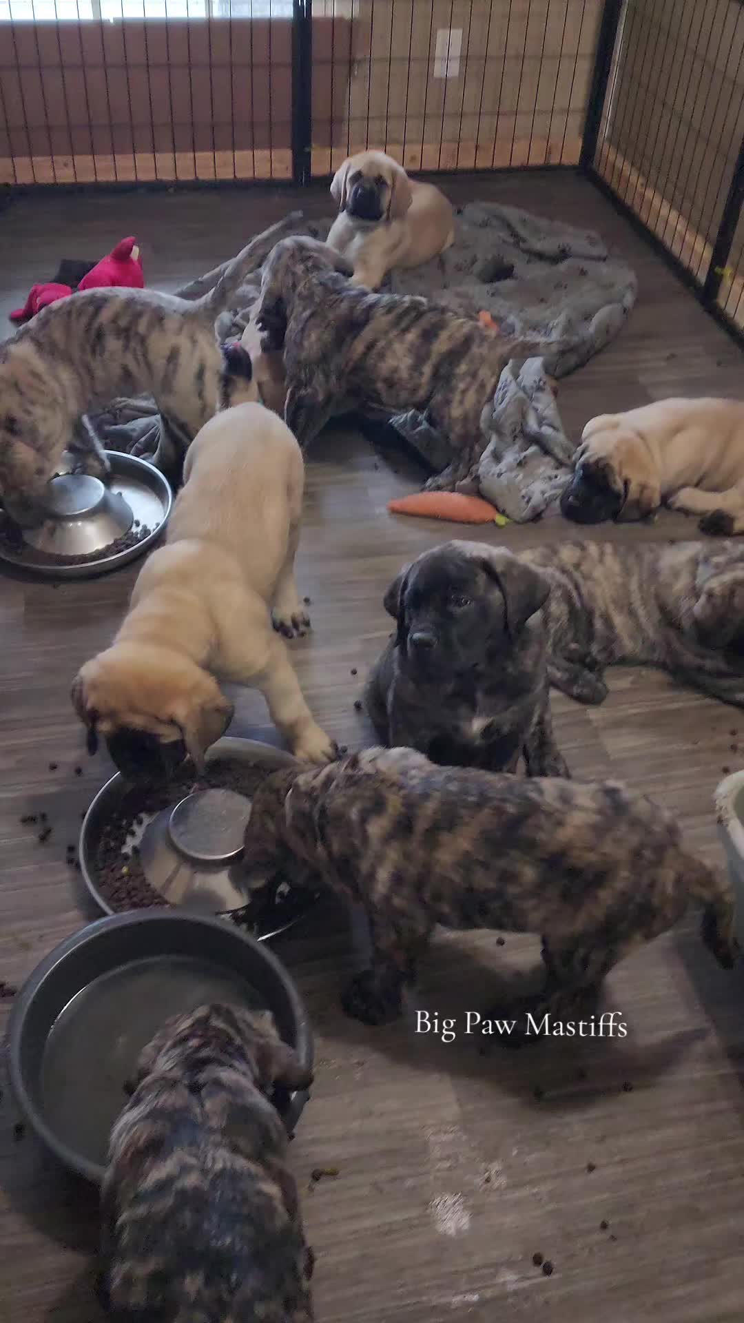 @Big Paw Mastiffs