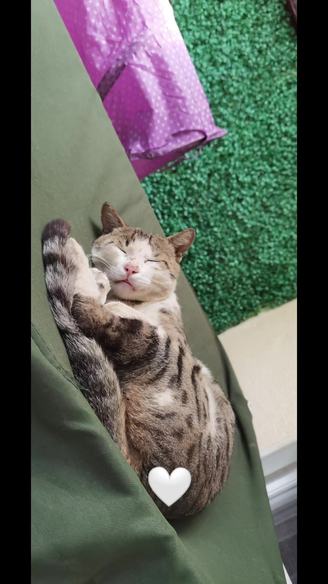 @Catslover