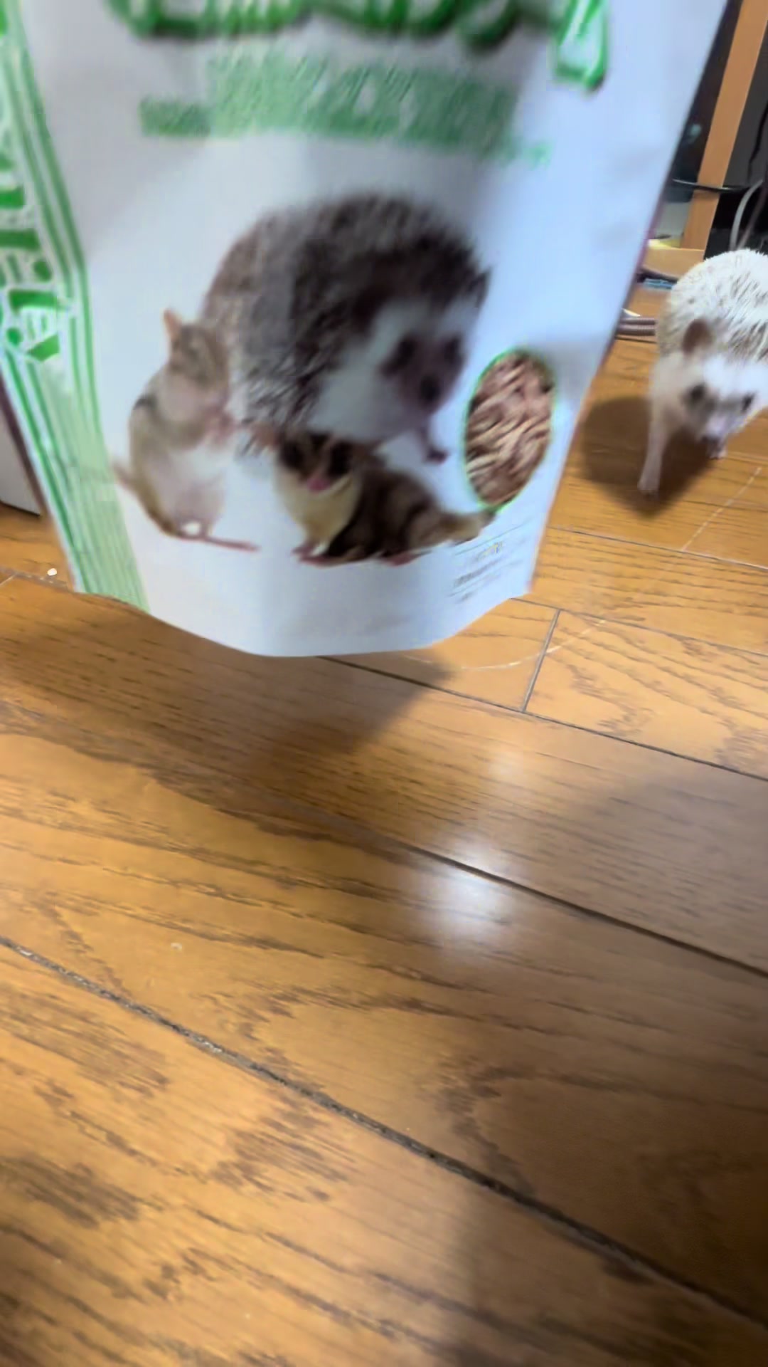 @我が家のハリネズミ🦔