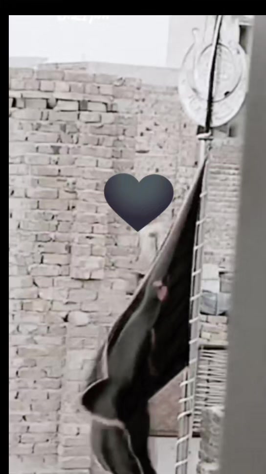 @میرے مُشکِل کُشا مولا علی ع 💯