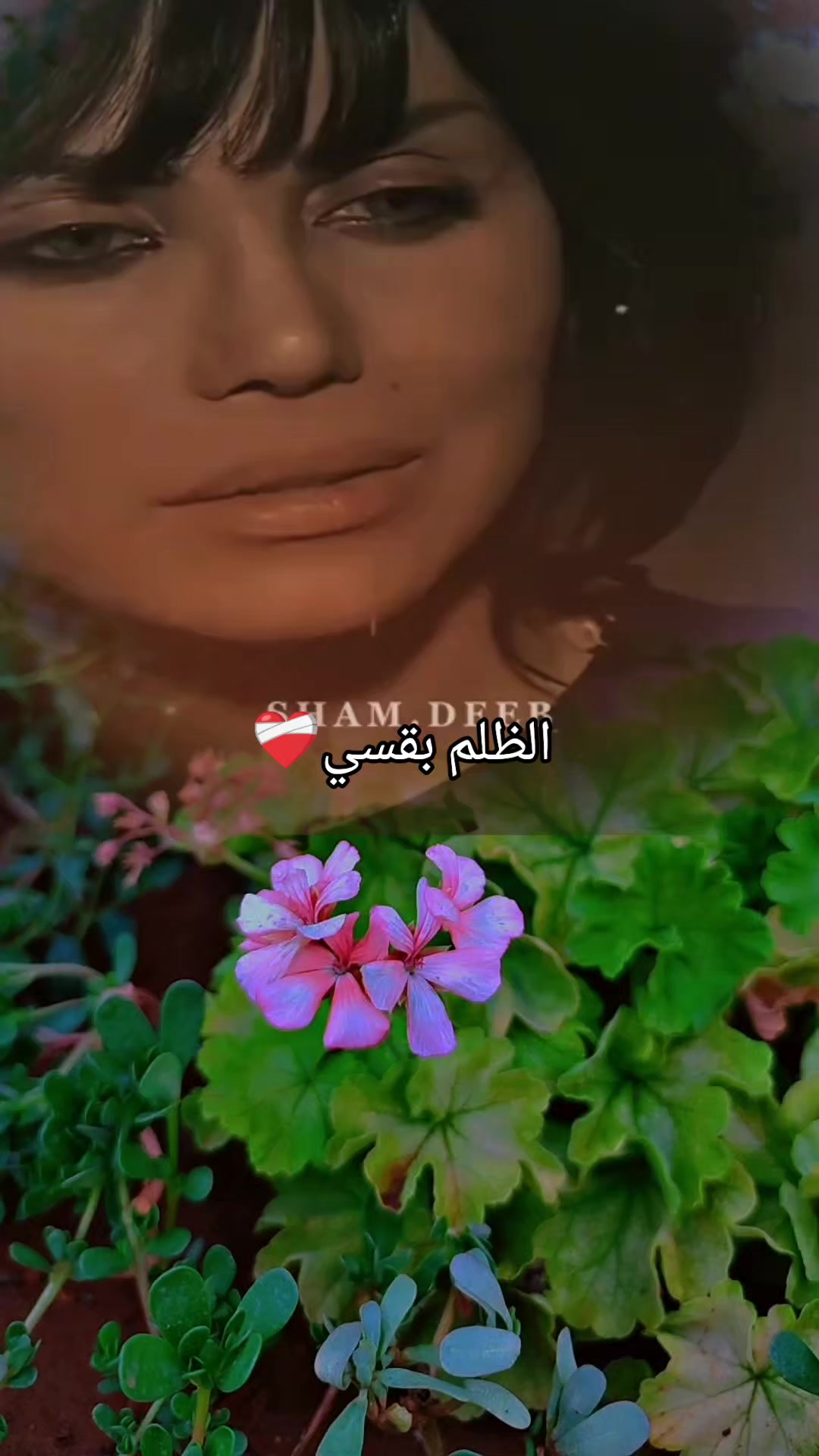 @عبير الورد🍃❤️