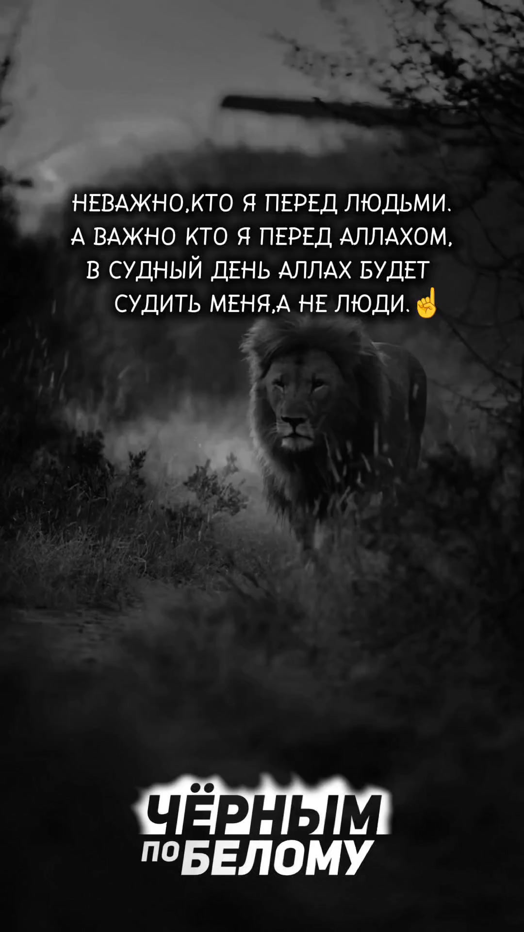 @﷽🦁𝑿𝑼𝑳𝑰𝑮𝑨𝑵.𝑲𝑰𝑵𝑮.🦁﷽