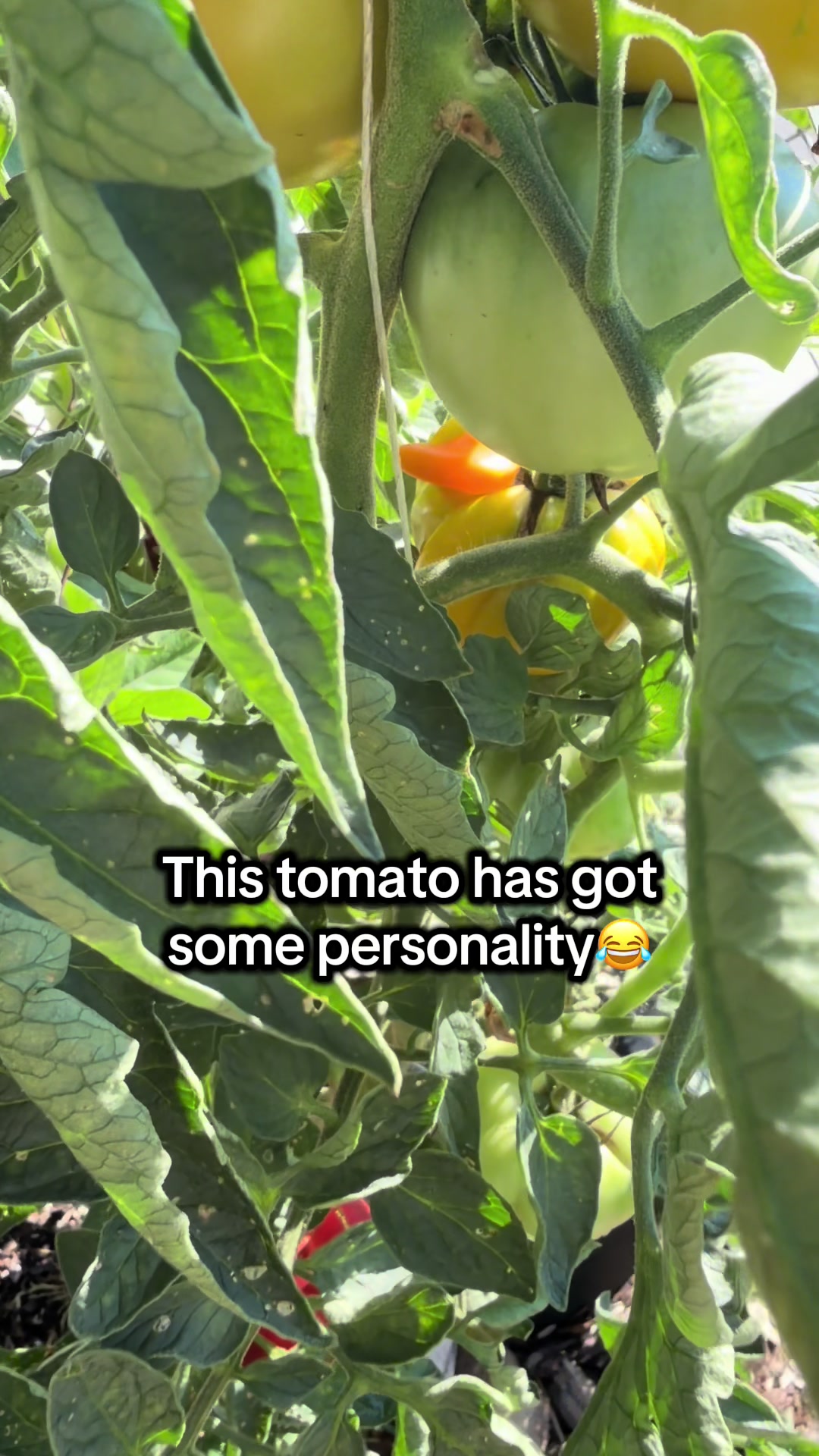 @District Gardening