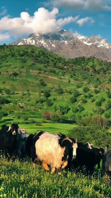@Doğada yaşam